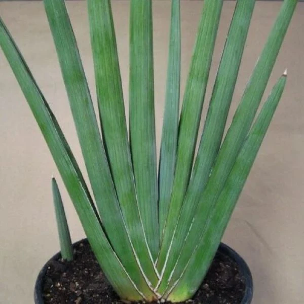 Зображення Драцена Пірсона - Dracaena pearsonii