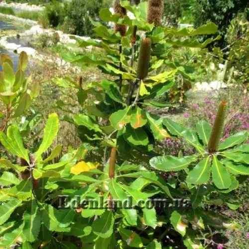 Изображение Банксия мощная - Banksia robur