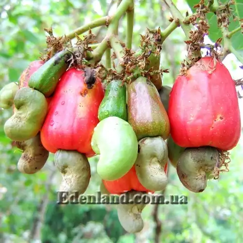 Изображение созревающие плоды и орехи