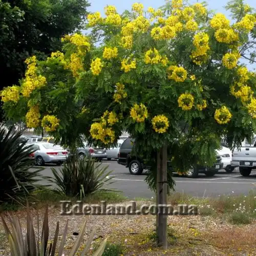 Изображение Кассия тонколистная - Cassia leptophylla 