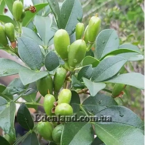 Изображение зеленые плоды