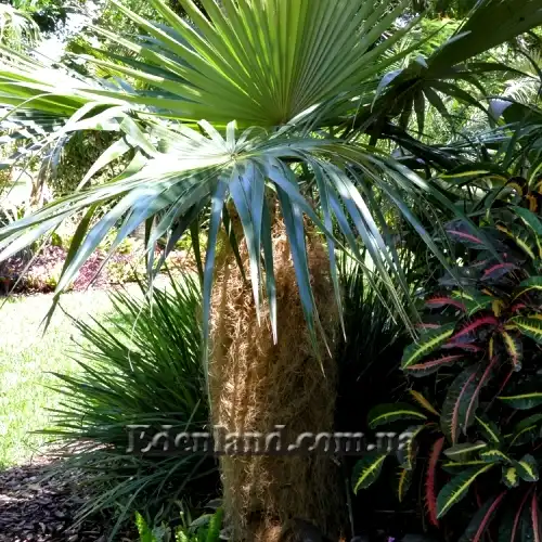 Изображение Коккотринакс волосатый подвид волосатый - Coccothrinax crinita subsp. crinita