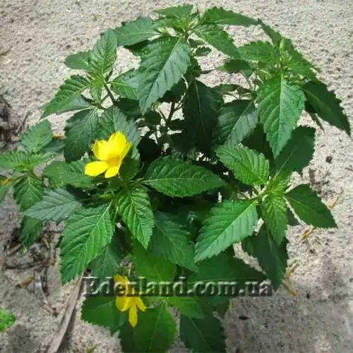 Изображение Тёрнера (Турнера) раскидистая - Turnera diffusa