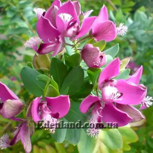 Зображення Істод миртолистий - Polygala myrtifolia