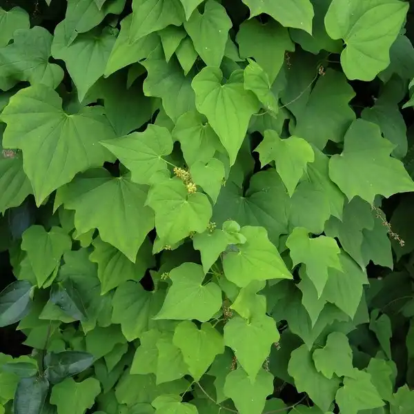 Диоскорея ниппонская  - Dioscorea nipponica