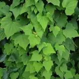 Изображение Диоскорея ниппонская  - Dioscorea nipponica