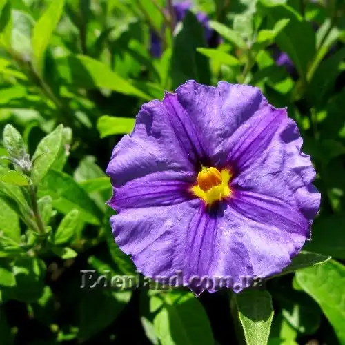 Зображення квітка