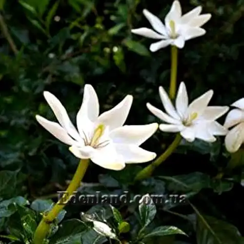 Изображение Гардения Тунберга - Gardenia thunbergia