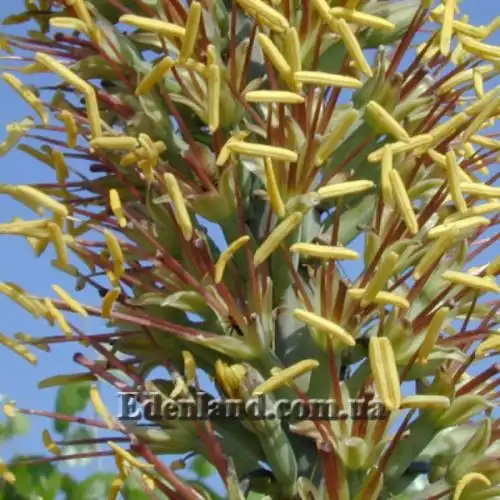 Изображение Агава одноленточная - Agave univittata