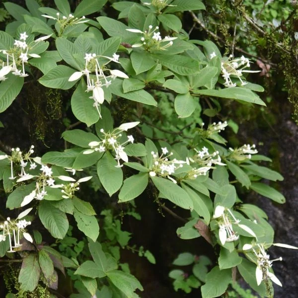 Зображення Неогіменопогон паразитичний - Neohymenopogon parasiticus 