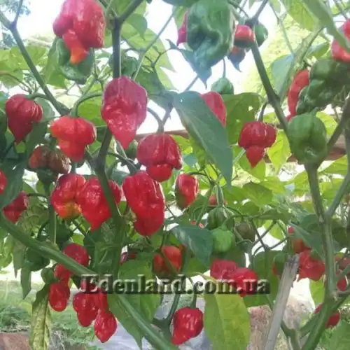 Изображение Перец Тринидад Моруга Скорпион Красный - Capsicum Trinidad Moruga Scorpion Red
