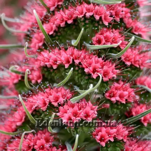 Изображение цветение