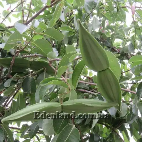 Зображення Криптостегія великоквіткова - Cryptostegia grandiflora