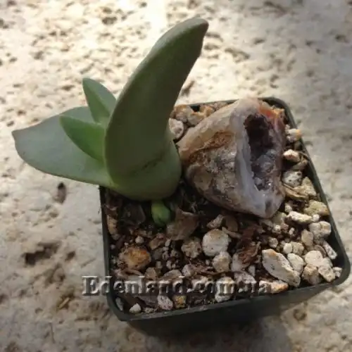 Изображение Хейридопсис своеобразный - Cheiridopsis peculiaris