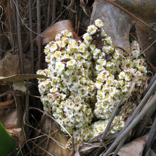 Зображення жіночі суцвіття 