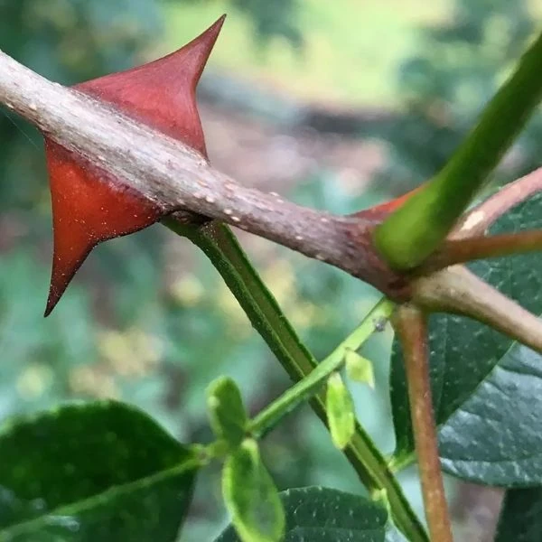 Изображение Зантоксилум подражающий - Zanthoxylum simulans  