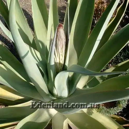 Изображение Агава Вильморена - Agave vilmoriniana