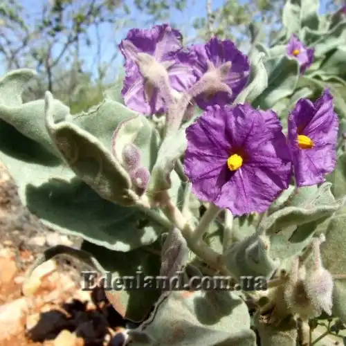 Изображение Паслен шерстистолистный - Solanum lasiophyllum 