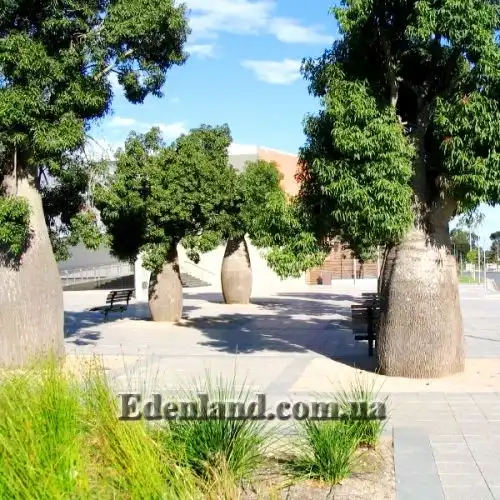 Зображення алея баобабів