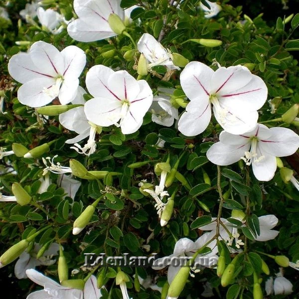 Изображение Баухиния натальская  - Вauhinia natalensis