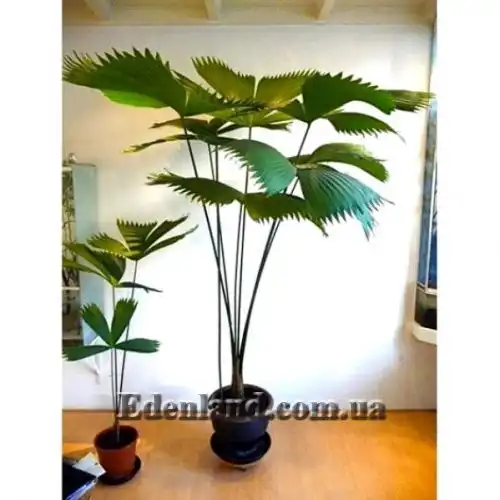 Изображение взрослое растение