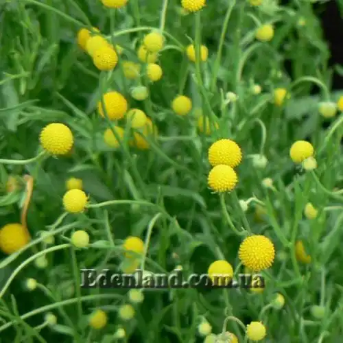 Изображение Цефалофора ароматная - Cephalophora aromatica