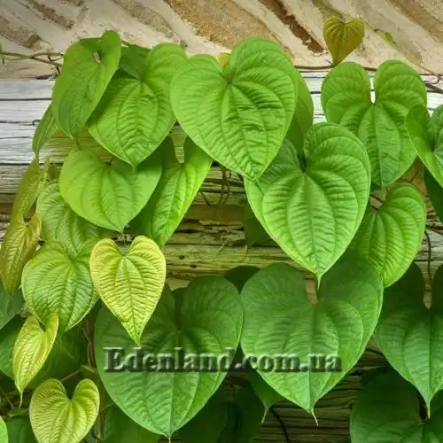 Диоскорея кавказская - Dioscorea caucasica 