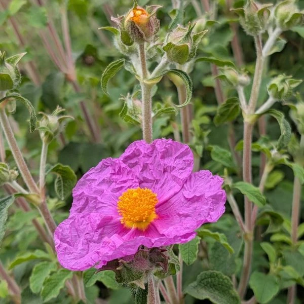 Зображення Чист критський - Cistus creticus  