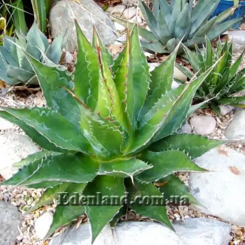 Изображение Агава Монтана - Agave montana
