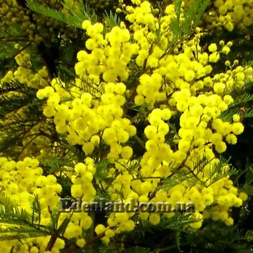 Изображение Акация низбегающая - Acacia decurrens