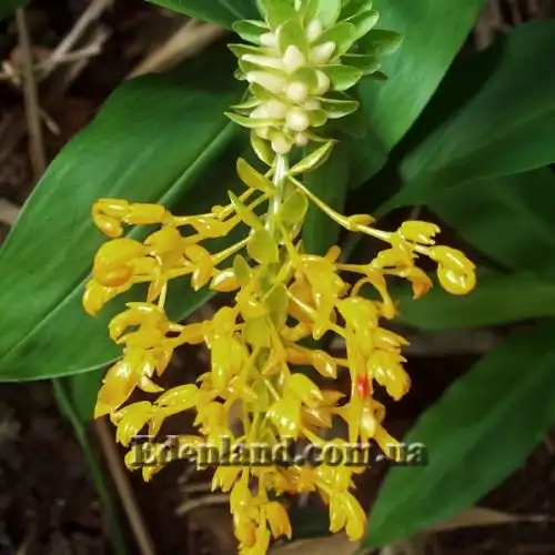 Зображення суцвіття 