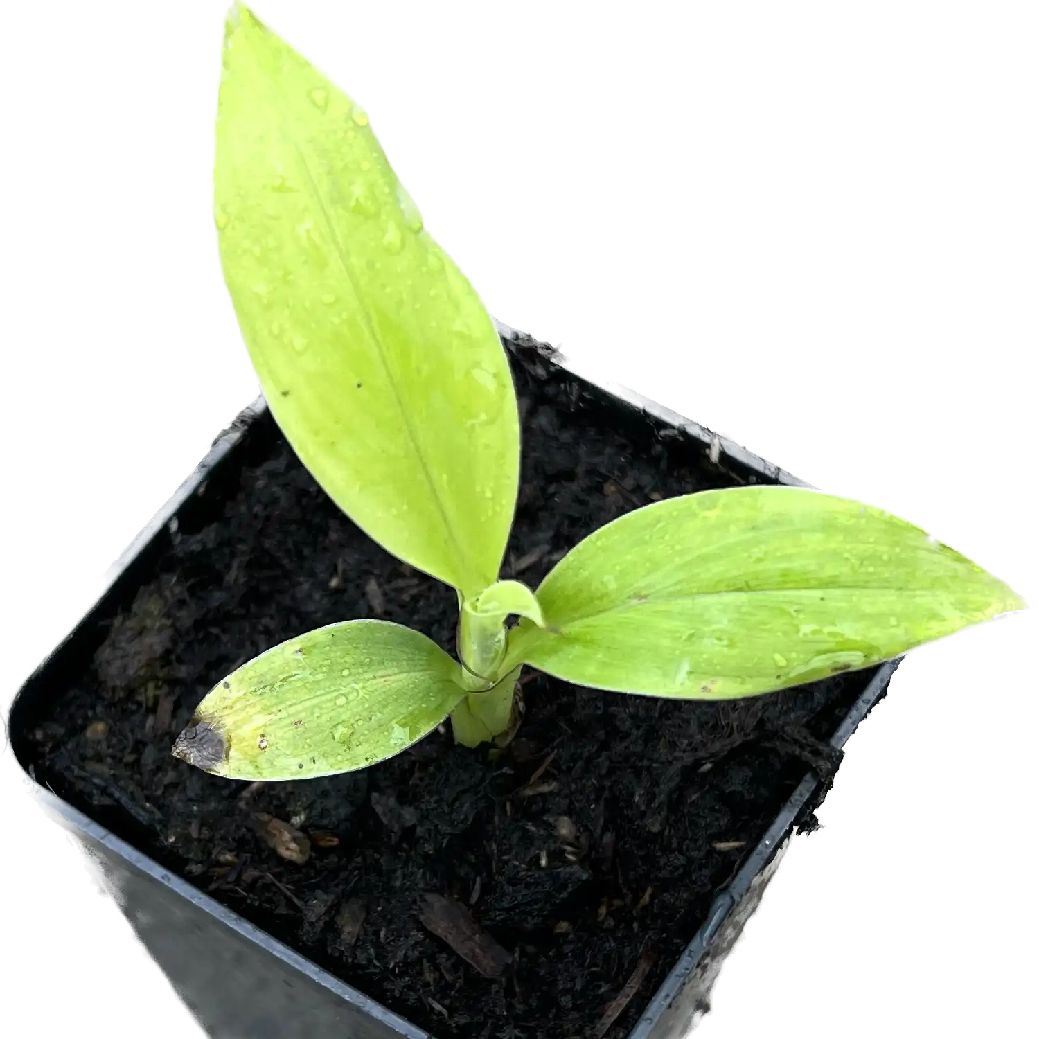 Изображение сеянец