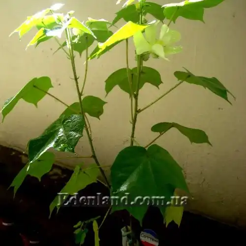 Изображение Госсипиум (хлопчатник) мохнатый - Gossypium hirsutum