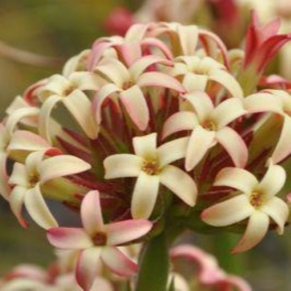 Зображення Крассула пучкувата - Crassula fascicularis  