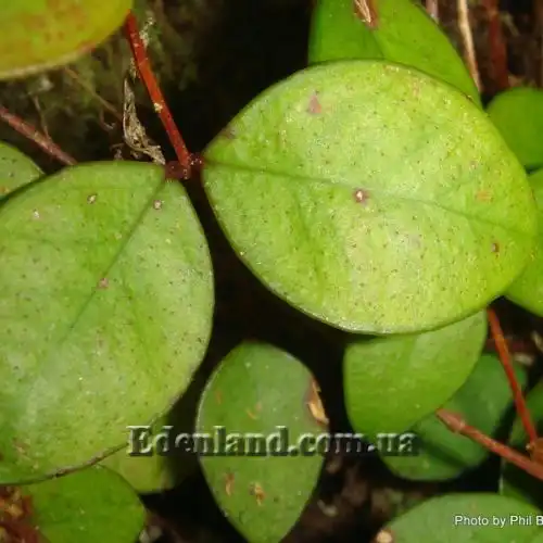 Зображення лист