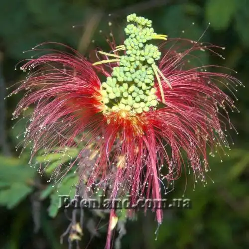 Зображення Калліандра Х'юстона - Calliandra houstoniana    