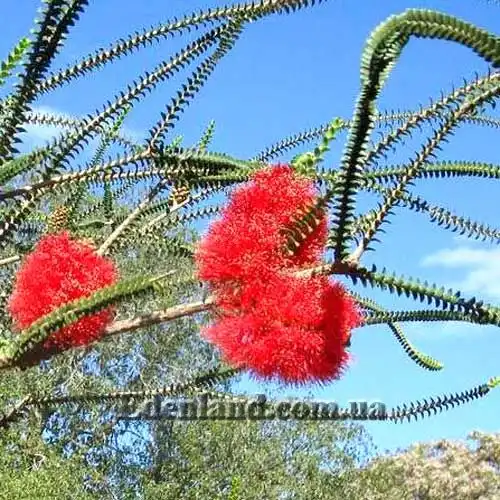 Мелалеука алая - Melaleuca coccinea