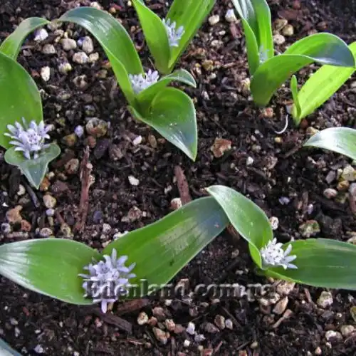 Изображение Лахеналия мечелистная - Lachenalia ensifolia