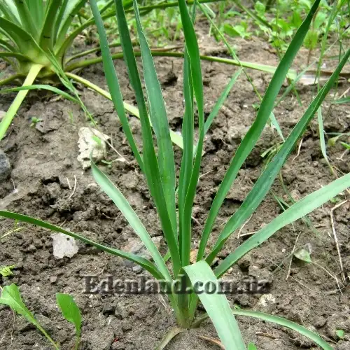 Зображення продаваемые саженцы