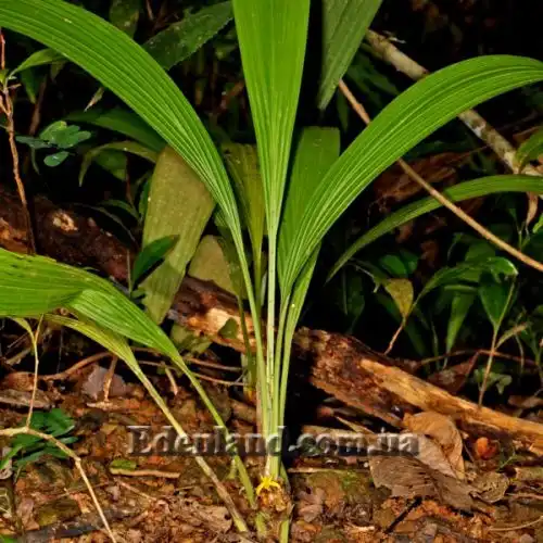 Изображение Куркулиго широколистное - Curculigo latifolia