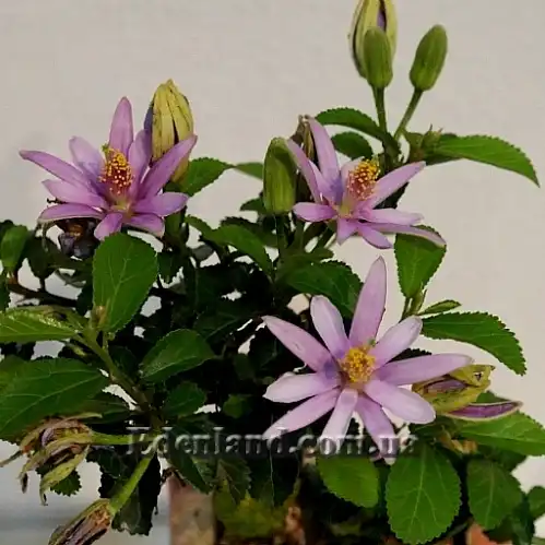 Изображение Гревия западная - Grewia occidentalis