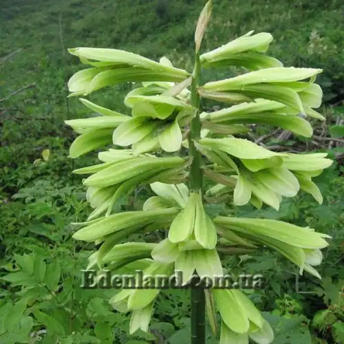 Изображение Кардиокринум сердцевидный - Cardiocrinum cordatum