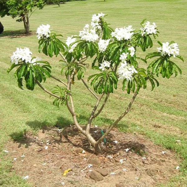 Изображение Плюмерия тупая  - Plumeria obtusa