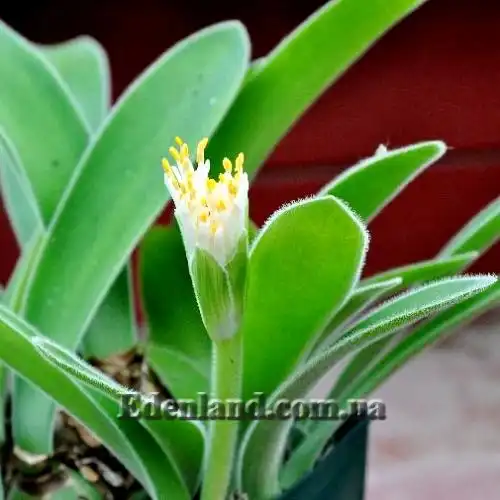 Изображение начало цветения