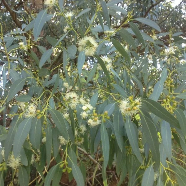 Зображення Евкаліпт Ґанна - Eucalyptus gunnii 