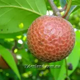 Изображение Науклея широколистная  - Nauclea latifolia