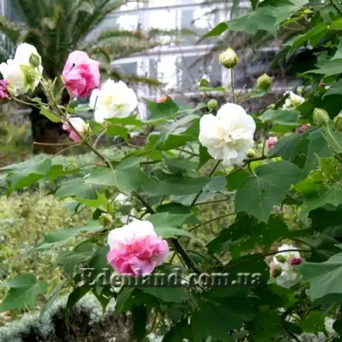 Зображення Гібіскус мінливий - Hibiscus mutabilis