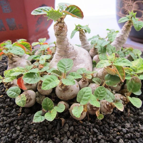 Зображення Дорстенія смердюча - Dorstenia foetida