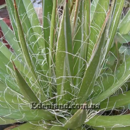 Зображення Агава нитконосна - Agave filifera
