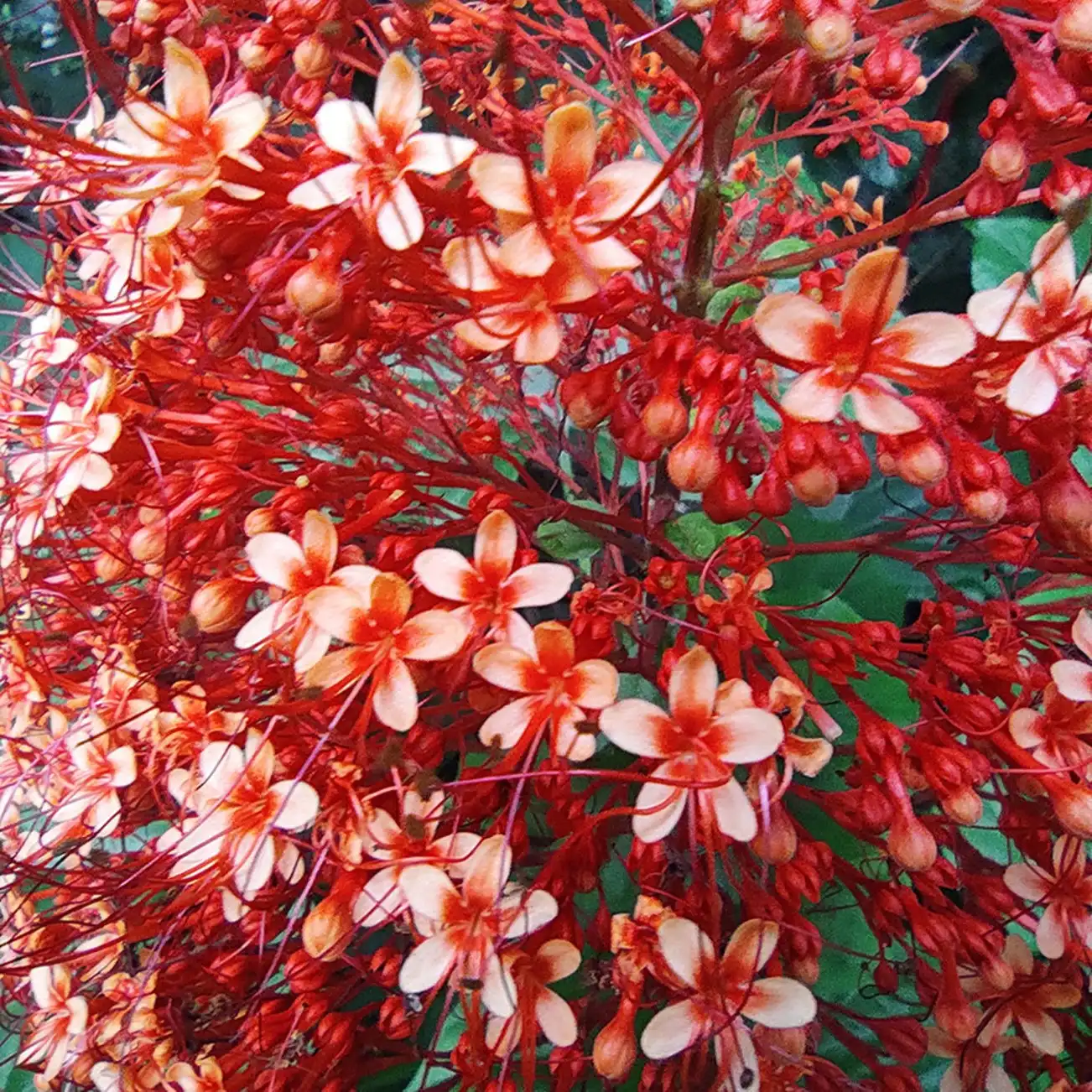 Изображение цветі